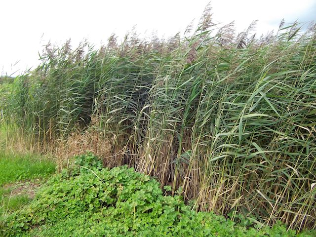 A Reedbed
