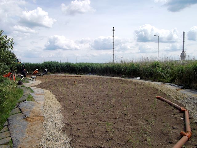 A Reedbed Under Constuction