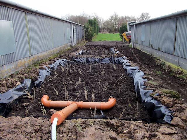 A newly build reedbed