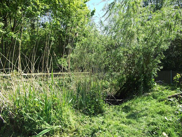 Reedbed